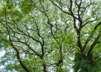 Obraz premium Looking up at tall trees with spreading branches and green canopy, natural perspective creating abstract patterns and serene forest atmosphere