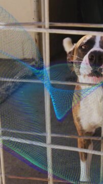 Vertical video: From camera approach brindle dog at gate shifting head wagging tail seeking contact