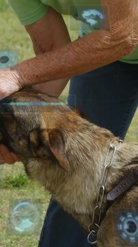 Senior handler offering sleeve for training, dog gripping, holding head, calming with blue overlays