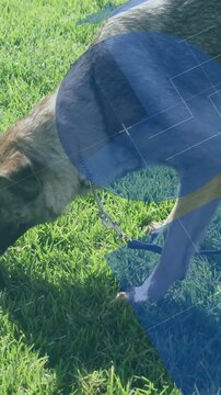 Sniffing Shepherd dog tracking scent and walking on sunlit lawn, chain collar, leash, blue overlays
