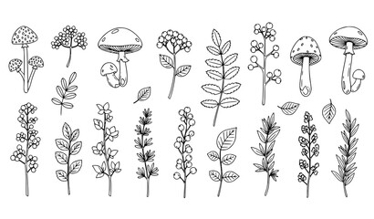 Autumn linear doodle set mushrooms berries plants vertical botanical vector illustration © MdShojib