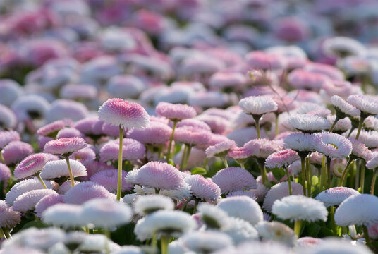 Pink pomponette daisy flowers blooming in spring garden.