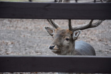 Jeleń zwierzak duże oczy patrzy się  © Marek