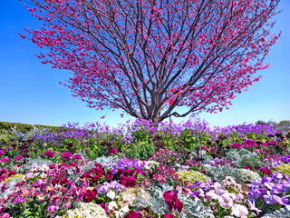 Obraz premium 港の見える丘公園で撮影した桜と春の花