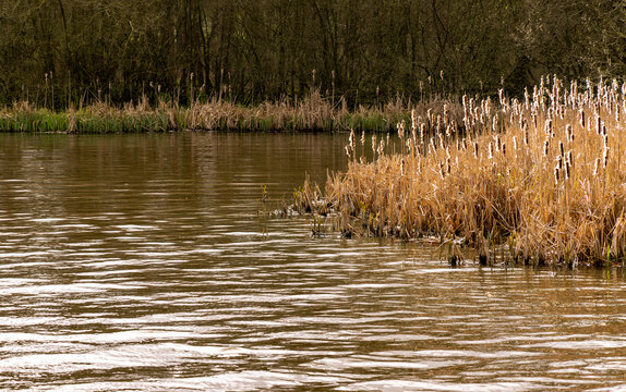 A bed of Bulrushes at the side of a lake