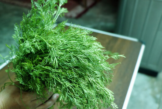 Fresh Dill Leaves (Suva Bhaji) on the wooden table