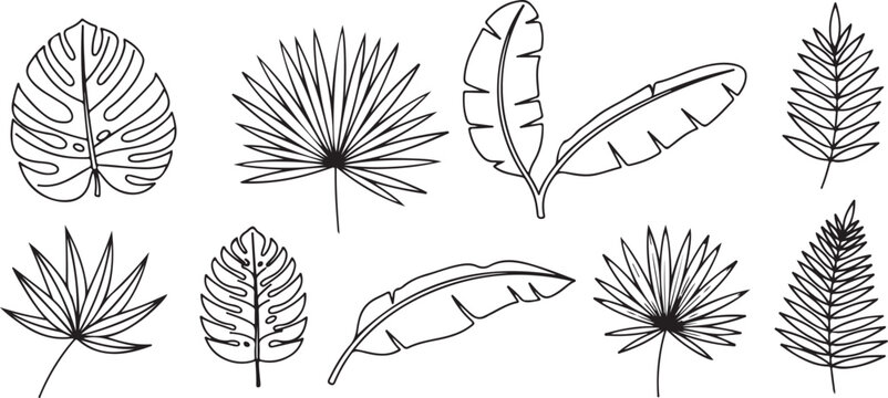 Illustrations of different types of leaves with detailed venation patterns Vector