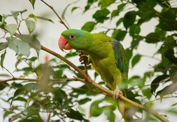 Obraz premium Blue-naped parrot