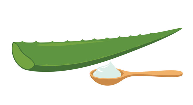 A cartoon whole aloe vera leaf is presented alongside a wooden spoon holding white cream on a white background.