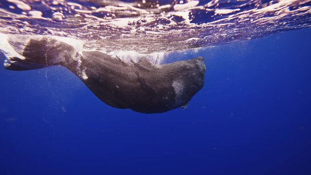 Underwater view of lonely Sperm Whale giant waving its tail to camera. Wildlife marine mammal animals. Majestic big whale swimming alone. Giant aquatic animals in deep blue water of Indian Ocean