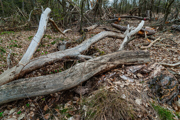 Totholz im Wald © Karl