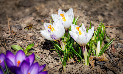 Crocus spring flowers in garden. Sunny time springtime day with sunshine light. Close-up. Shallow depth of field.