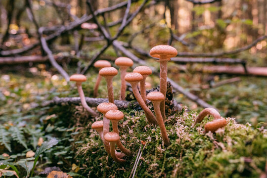 Edible, valuable mushrooms in the forest. Close-up. No one, no people.