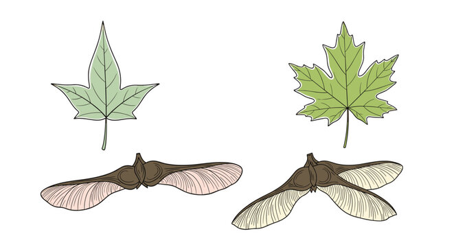 Botanical illustration of green maple leaves and winged maple samara seeds shown in a detailed hand-drawn style on a plain white background.