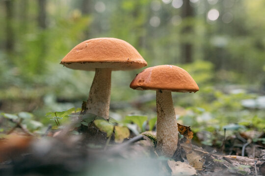 Edible, valuable mushrooms in the forest. Close-up. No one, no people.