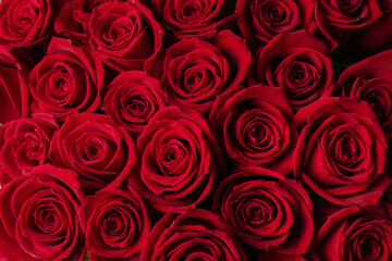 Fototapeta premium 薔薇のブーケ