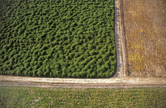 Aerial view of a vibrant green forest contrasting with the adjacent golden-brown field, separated by a light-colored path, Sinop, State of Mato Grosso, Brazil.