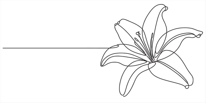 A minimalist single line drawing of a lily flower isolated on a plain white background surface. Vector, illustration
