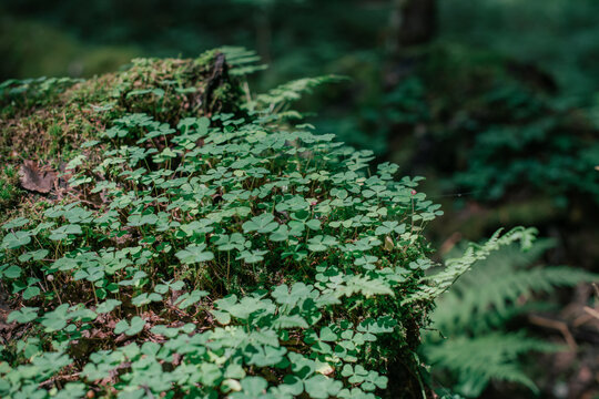 Forest landscape, close-up. Green moss and clover grow on old wood, rotten stump.