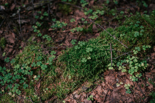 Forest landscape, close-up. Green moss and clover grow on old wood, rotten stump.