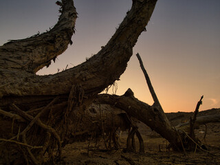 Fototapeta premium Dead trees in dry, cracked ground against an orange sunset sky. Thailand.
