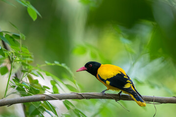 Fototapeta premium Black-hooded Oriole perches alertly on a slender branch. Its brilliant yellow plumage contrasts sharply against its jet-black head, while a distinctive pinkish-red beak adds a splash of color.