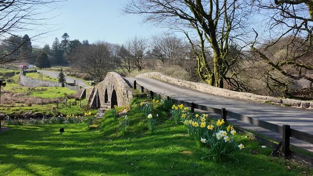 Dartmoor Devon England UK. 20.03.2026. Video. Springtime at Two Bridges  on Dartmoor along the West Dart river  with spring flowers on the riverbank.