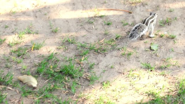 Slow Motion Macro Shot of Squirrel leaping across a grassy patch, quickly bounding with agility in a natural outdoor environment at 180 fps High quality footage