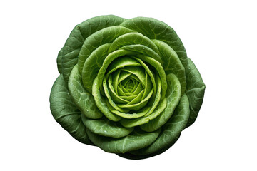 Obraz premium Crisp green butterhead lettuce head with water drops showing fresh organic produce for healthy eating habits and cooking
