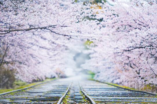 線路の周りに桜のトンネルが出来る、京都の美しい景色