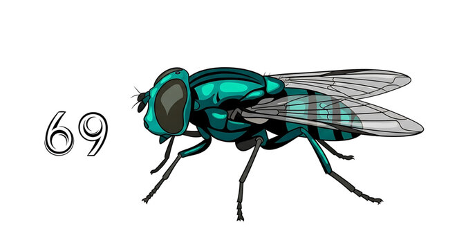 A vibrant teal fly with large eyes and transparent wings, accompanied by the number sixty-nine.