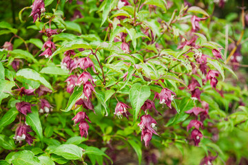 Obraz premium Pink drooping flowers on ornamental garden shrub
