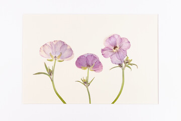 Prasowane różowe kwiaty na białym tle – delikatna kompozycja kwiatowa z miejscem na tekst © Elżbieta Kaps