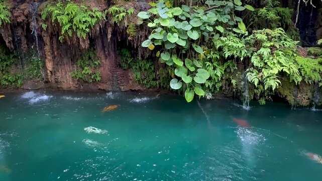 Beautiful nature pond with large Koi fish in clear blue water 
