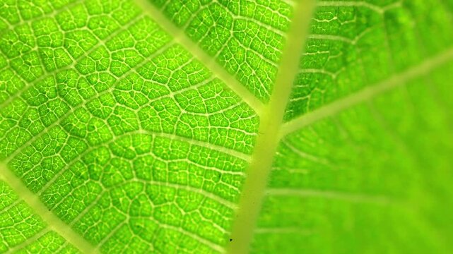 Slow Motion Macro Shot of Green leaf surface showing detailed cellular structure and intricate vein patterns illuminated by vibrant, natural lighting at 180 fps High quality footage