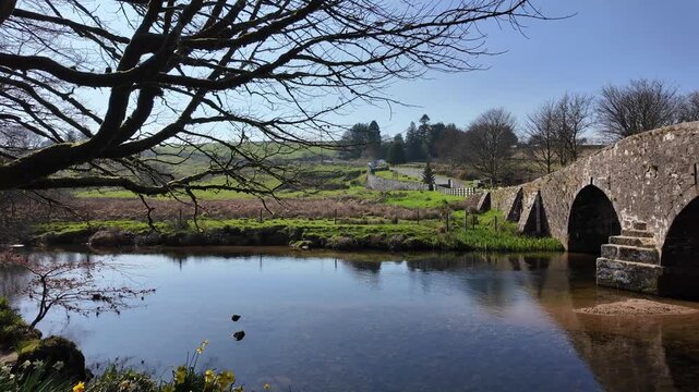Dartmoor Devon England UK. 20.03.2026. Video. Springtime at Two Bridges  on Dartmoor along the West Dart river  with spring flowers on the riverbank.