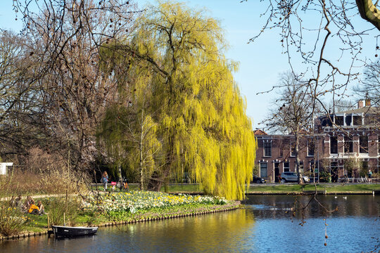 Singel (canal) park, a 6.5km circular green pedestrian route around the historic centre of Leiden in early spring;  willow tree in Plantsoen park