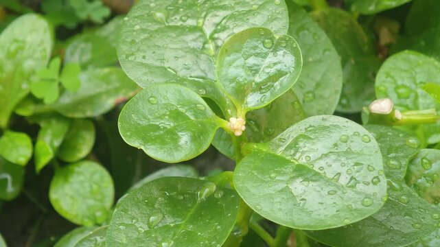 basella alba, fresh vegetable, healthy, organic, fresh, growth, garden, plant, background, agriculture, food, leaf, nature, natural, green, indian, foliage, flower, health, herb, basella, vegetable, 