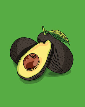 Green avocados from Mexico illustration in vector