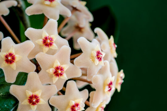 Macro of Hoya carnosa wax flowers with star-shaped centers and velvety petals, showcasing delicate texture and vibrant details against a soft green background