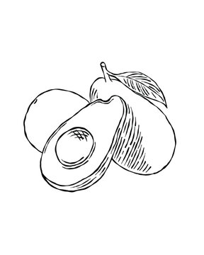 Coloring book style illustration of avocados in a vector line art drawing style