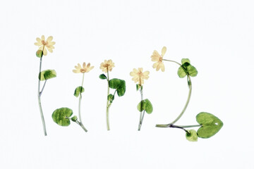 Ziarnopłon wiosenny na białym tle – minimalistyczna kompozycja botaniczna z miejscem na tekst © Elżbieta Kaps