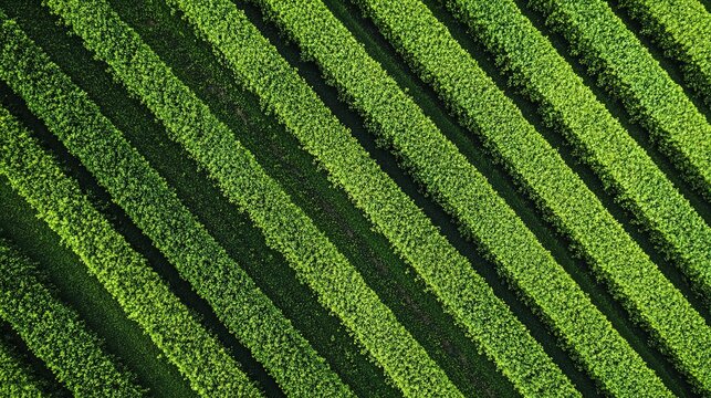 indentations. Aerial view of repeating elliptical indentations pattern on lush green grass. event key visuals, club posters, designed for fitness apps and gym onboarding, drives event promotion.