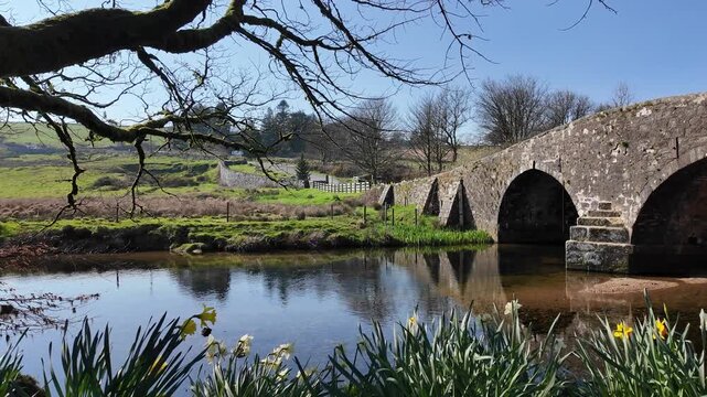 Dartmoor Devon England UK. 20.03.2026. Video. Springtime at Two Bridges  on Dartmoor along the West Dart river  with spring flowers on the riverbank.