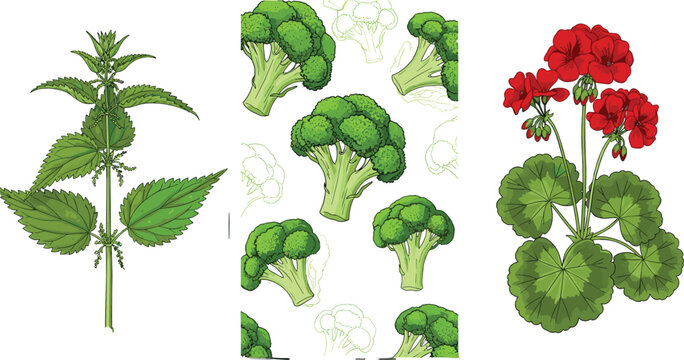 Botanical vector illustration set featuring green stinging nettle plant fresh broccoli florets seamless pattern and red geranium flowers for herbal medicine and organic food.