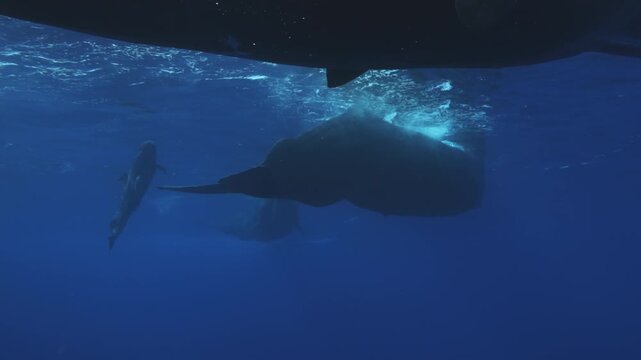 Underwater view of Sperm Whale group socialization. Wildlife marine mammal animals. Many whales play with each other, dancing clicking rubbing. Giant aquatic animals in deep blue water of Indian Ocean