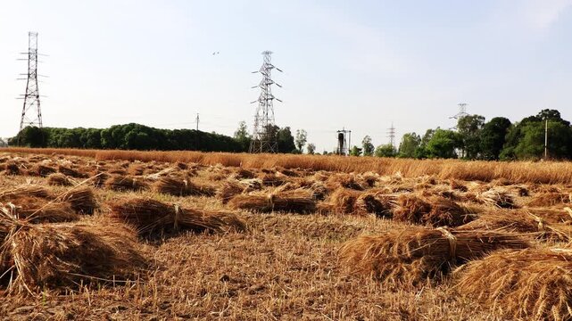 Wrapped bundle of wheat crop ready to harvest in the agriculture field during summer season.