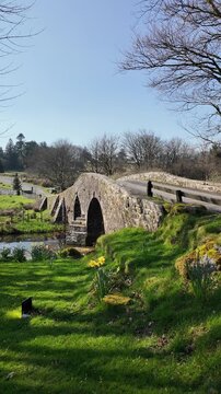 Dartmoor Devon England UK. 20.03.2026. Video. Springtime at Two Bridges  on Dartmoor along the West Dart river  with spring flowers on the riverbank.