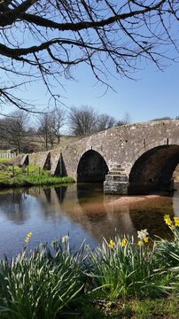 Dartmoor Devon England UK. 20.03.2026. Video. Springtime at Two Bridges  on Dartmoor along the West Dart river  with spring flowers on the riverbank.
