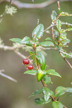 Fruit of the Murta or Murtilla, a shrub native to south-central Chile; in this case, the capture was taken in the Petrohue River Falls Park.